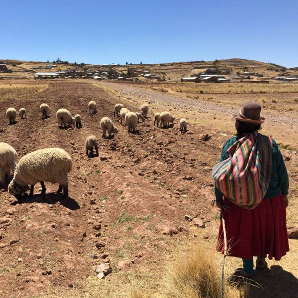 AOÛT 2016 – Bolivie-Pérou - Création d’un plan de communication pour un regroupement de producteurs laitiers