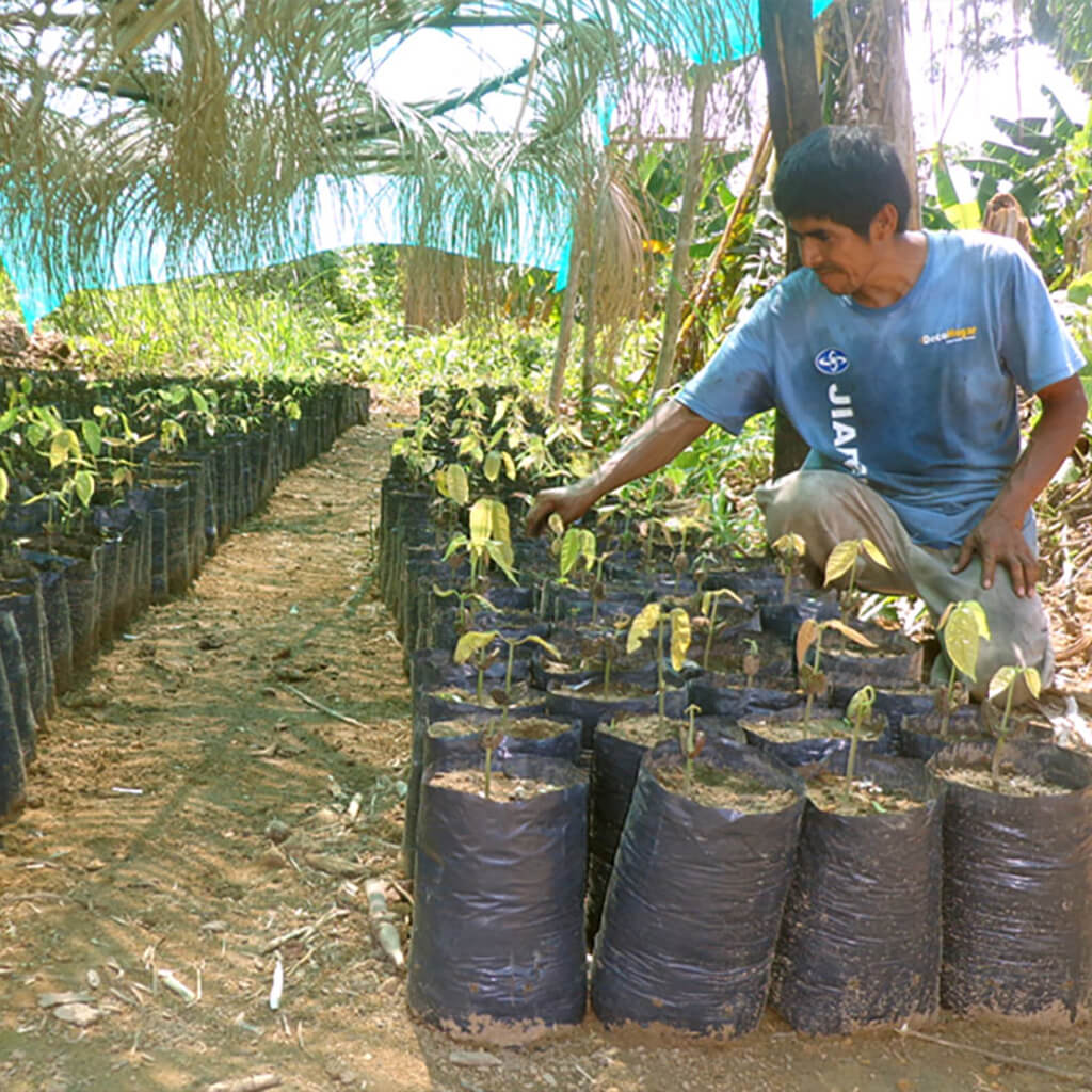 OCTOBRE 2014 – Pérou – Renforcement des capacités de communication d’une ONG /Appui au développement de projets forestiers et agricoles (reforestation)